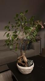 Bonsai boom, Huis en Inrichting, Kamerplanten, Ophalen of Verzenden, Halfschaduw, Minder dan 100 cm