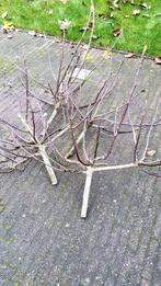 TAKKEN om te stekken Vijgenboom voor uw tuin!, Overige soorten, 250 tot 400 cm, Zomer, Ophalen