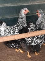 Wyandotte groot zilver gezoomd, Dieren en Toebehoren, Pluimvee, Vrouwelijk, Kip