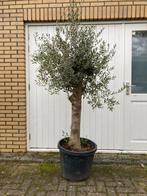 Winterharde Olijfboom - 160cm, Tuin en Terras, Bloeit niet, 100 tot 250 cm, Olijfboom, Ophalen