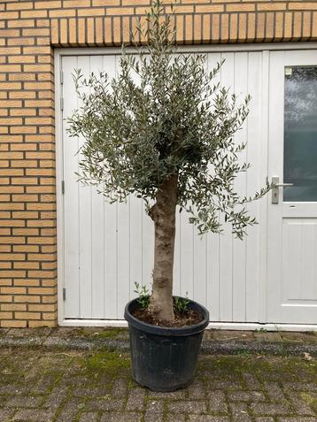 Winterharde Olijfboom - 160cm beschikbaar voor biedingen