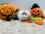 Super lieve tamme jonge cavia's., Dieren en Toebehoren, Knaagdieren, Cavia, Augustus, Meerdere dieren, Tam