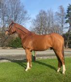 Zangersheide allround sport E pony 3.5 jaar, Dieren en Toebehoren, Pony's, Ruin, D pony (1.37m tot 1.48m), 3 tot 6 jaar