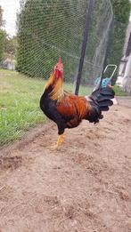 Leghorn patrijs haan. Geboren op 03-03-2025, Dieren en Toebehoren, Mannelijk, Kip