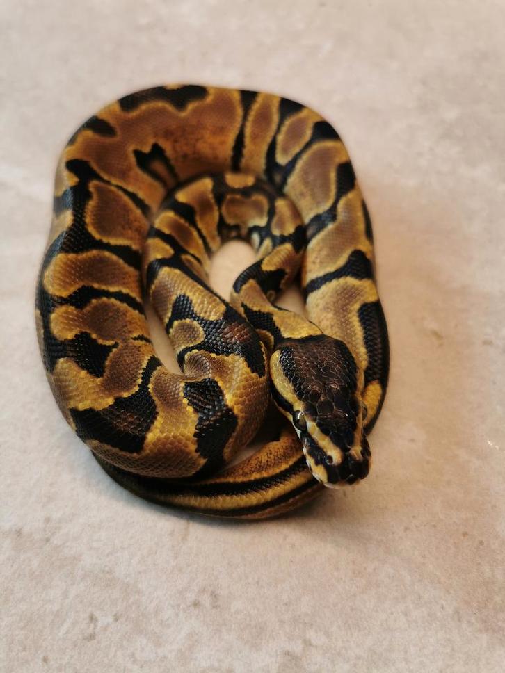 1.0 Koningspython Enchi