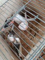 t.k.harlekijn -kanaries veel poppen 75% mkleur 2024, Dieren en Toebehoren, Vogels | Kanaries, Vrouwelijk, Kleurkanarie