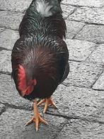 Haan en 2 kippen, Dieren en Toebehoren, Pluimvee, Meerdere dieren, Kip