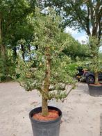 Oude Perenboom Conference - 35 jaar, Tuin en Terras, Overige soorten, Lente, 100 tot 250 cm, Ophalen