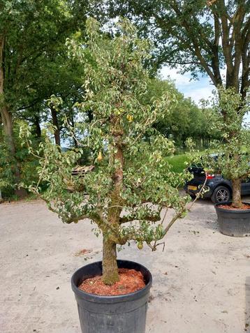 Oude Perenboom Conference - 35 jaar beschikbaar voor biedingen