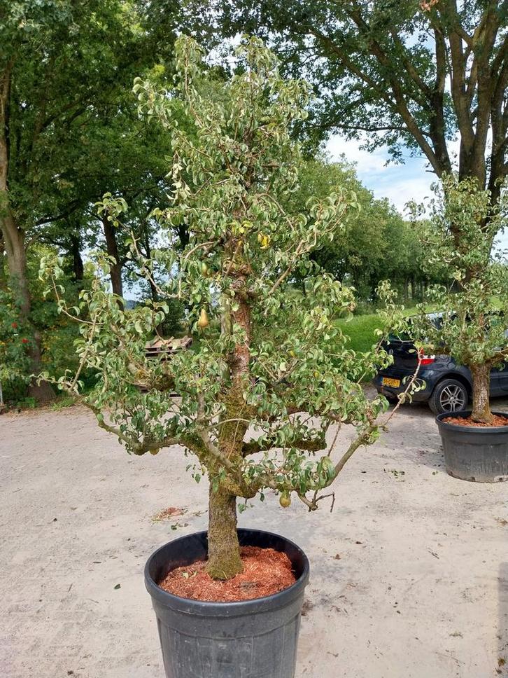 Oude Perenboom Conference - 35 jaar, Tuin en Terras, Planten | Bomen, Overige soorten, 100 tot 250 cm, Volle zon, Lente, In pot