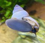 Witte tovenaarslak (Filopaludina martensi), Dieren en Toebehoren, Slak of Weekdier, Zoetwatervis