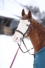 Prachtige Ruin, 8 Jaar, 1,40 Quarter Horse x Welsh B, Ruin