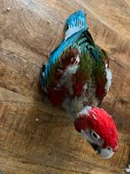 Groenvleugel ara, Dieren en Toebehoren, Vogels | Parkieten en Papegaaien, Geslacht onbekend, Papegaai, Geringd