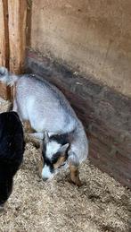 2 schimmel tan bokjes, Dieren en Toebehoren, Schapen, Geiten en Varkens, Mannelijk, Geit
