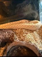 Albino haakneusslang, Dieren en Toebehoren, Reptielen en Amfibieën, Slang
