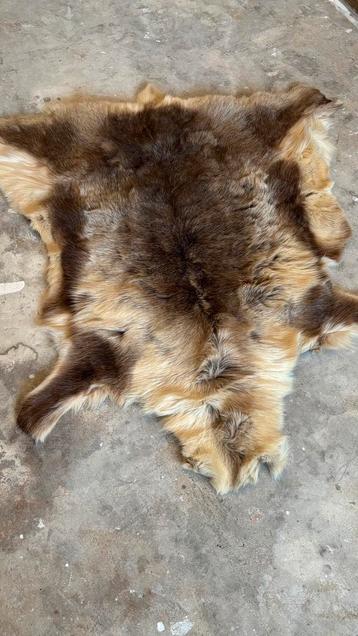 Rendierkleed beschikbaar voor biedingen