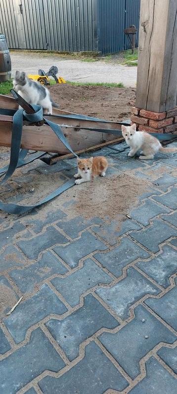 Jonge kittens mogen deze week hun nest verlaten beschikbaar voor biedingen