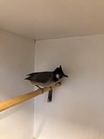 1x1 witoorbuulbuul, Meerdere dieren