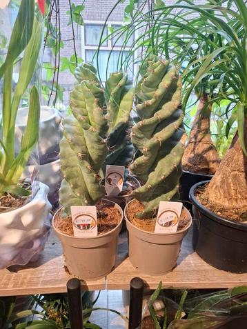 Spiraalcactus (Cereus Spiralis) beschikbaar voor biedingen