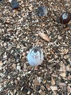 Kwartels, Ophalen, Zo goed als nieuw