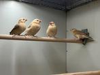 Rijstvogel Mocca 0-0-4, Meerdere dieren, Tropenvogel