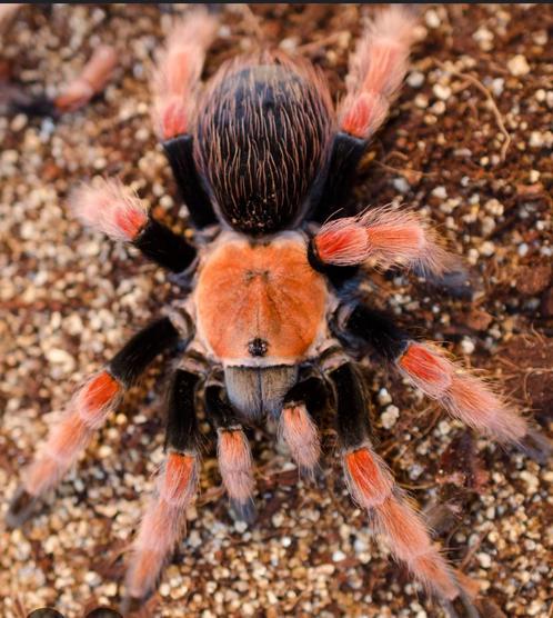 Vogelspin, Dieren en Toebehoren, Insecten en Spinnen