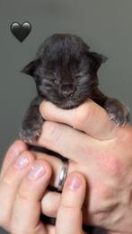 Maine coon kittens, Dieren en Toebehoren, Meerdere dieren, Gechipt
