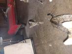 Boerderij kittens te koop, Dieren en Toebehoren, Katten en Kittens | Overige Katten