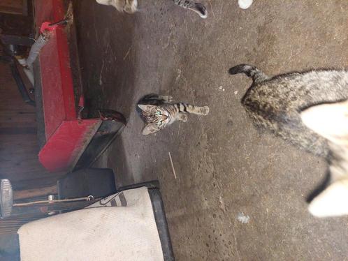 Boerderij kittens te koop, Dieren en Toebehoren, Katten en Kittens | Overige Katten