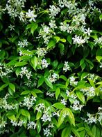 hedera Toscaanse jasmijn-Trachelospermum Jasminoides, Ophalen of Verzenden, Zomer, Klimplanten, Halfschaduw