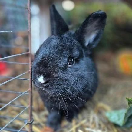 Gecastreerde ram, Dieren en Toebehoren, Konijnen, Klein, Mannelijk, 0 tot 2 jaar