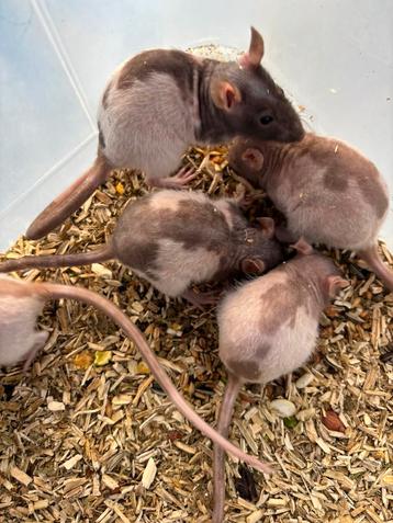 Super unieke kleur naaktratten rittens ratten beschikbaar  beschikbaar voor biedingen