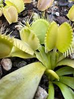 Dionaea Muscipula Genepine, Vleesetende plant venusflytrap, Tuin en Terras, Planten | Tuinplanten, Verzenden, Zomer, Volle zon