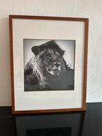 Foto + lijst Lion in the Wind - Laurent Baheux, Yellowkorner, Minder dan 50 cm, Ophalen of Verzenden, Oorspronkelijke maker, 50 tot 75 cm
