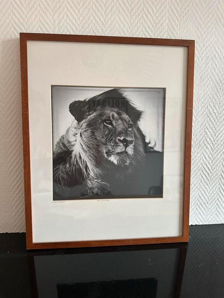 Foto + lijst Lion in the Wind - Laurent Baheux, Yellowkorner, Huis en Inrichting, Woonaccessoires | Schilderijen, Tekeningen en Foto's