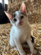 Schattige boerderij kittens, Dieren en Toebehoren, Katten en Kittens | Overige Katten, Meerdere dieren
