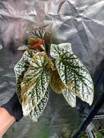 Begonia Silver Spot - Prachtige kamerplant!, Huis en Inrichting, Kamerplanten, Ophalen of Verzenden
