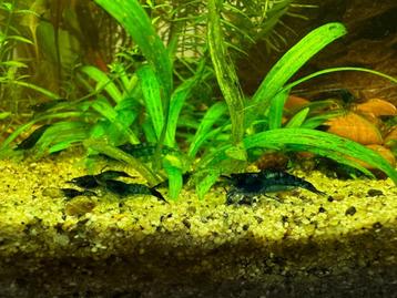 Blue dream Neocaradina beschikbaar voor biedingen