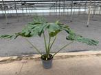 XXL Monstera  - Zaltbommel, Huis en Inrichting, Kamerplanten, Ophalen, Halfschaduw, Minder dan 100 cm