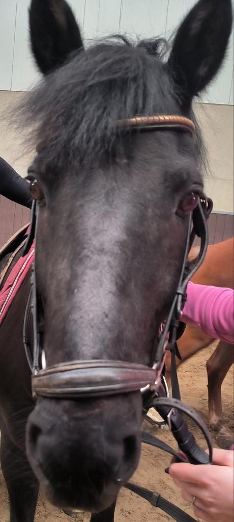 GEZOCHT VERZORG PONY/PAARD, Dieren en Toebehoren, Paarden en Pony's | Verzorgingsproducten, Ophalen of Verzenden