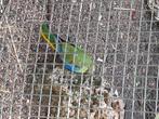 Turquoisine parkieten pop en man roodbuik 25, Meerdere dieren, Parkiet