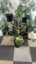 Monstera, Ophalen, Overige soorten, Minder dan 100 cm