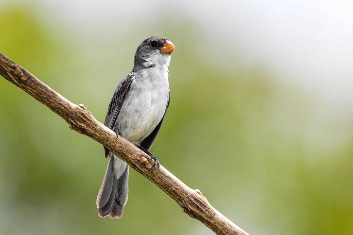 Pluutpaapje (rowti picolet twatwa), Dieren en Toebehoren, Vogels | Overige Vogels, Mannelijk