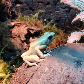 Kikkers Dendrobates Auratus El Oro 0.0.1 beschikbaar voor biedingen