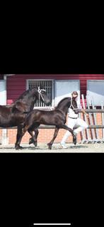 Kfps jaarling hengst te koop, Dieren en Toebehoren, Paarden, Gechipt, Niet van toepassing, 0 tot 2 jaar, Hengst