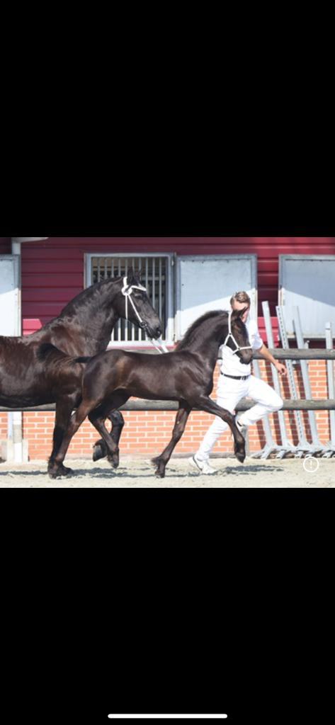 Kfps jaarling hengst te koop, Dieren en Toebehoren, Paarden, Hengst, Niet van toepassing, 160 tot 165 cm, 0 tot 2 jaar, Met stamboom