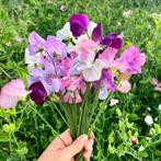 Bio zaden Siererwt/pronkerwt - Lathyrus odoratus, Verzenden, Voorjaar, Volle zon, Zaad