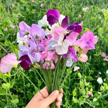 Bio zaden Siererwt/pronkerwt - Lathyrus odoratus beschikbaar voor biedingen