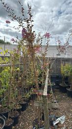 Lagerstroemia boom vorm unieke planten 175/200 pst 19,95, Ophalen, Zomer, Vaste plant, Halfschaduw