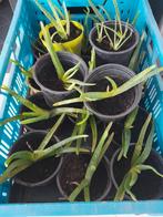Stekjes aloë vera, Huis en Inrichting, Kamerplanten, Ophalen of Verzenden, Halfschaduw, Minder dan 100 cm